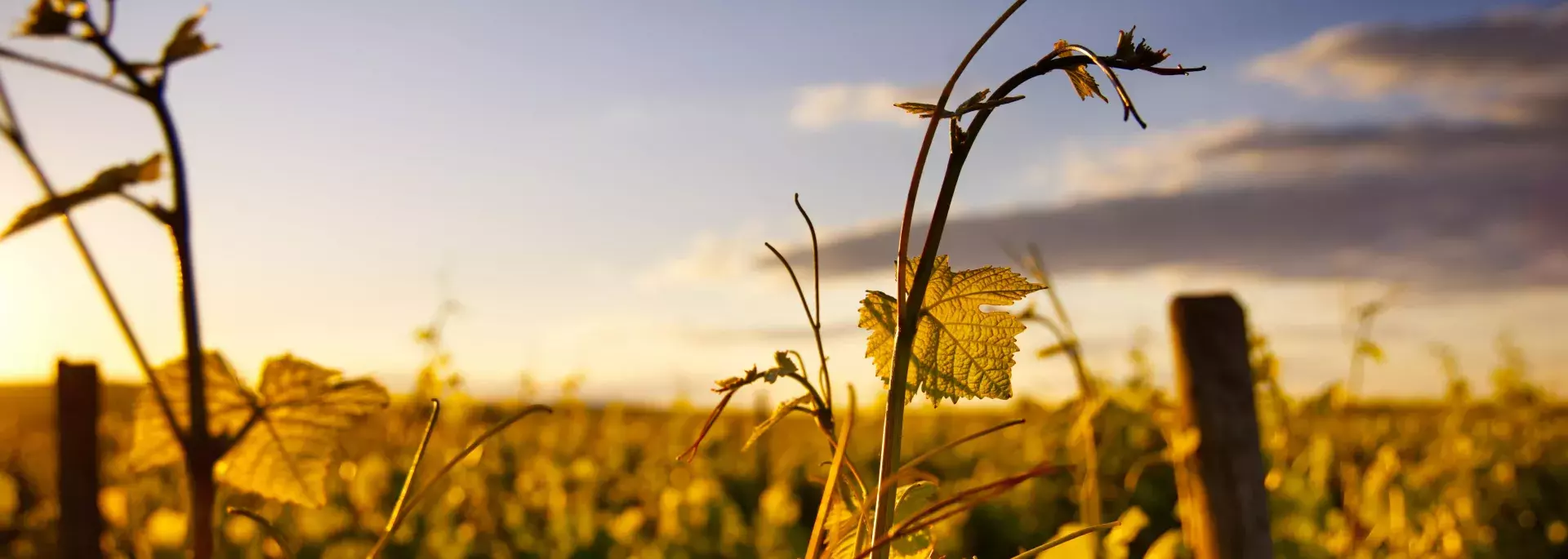 background-image